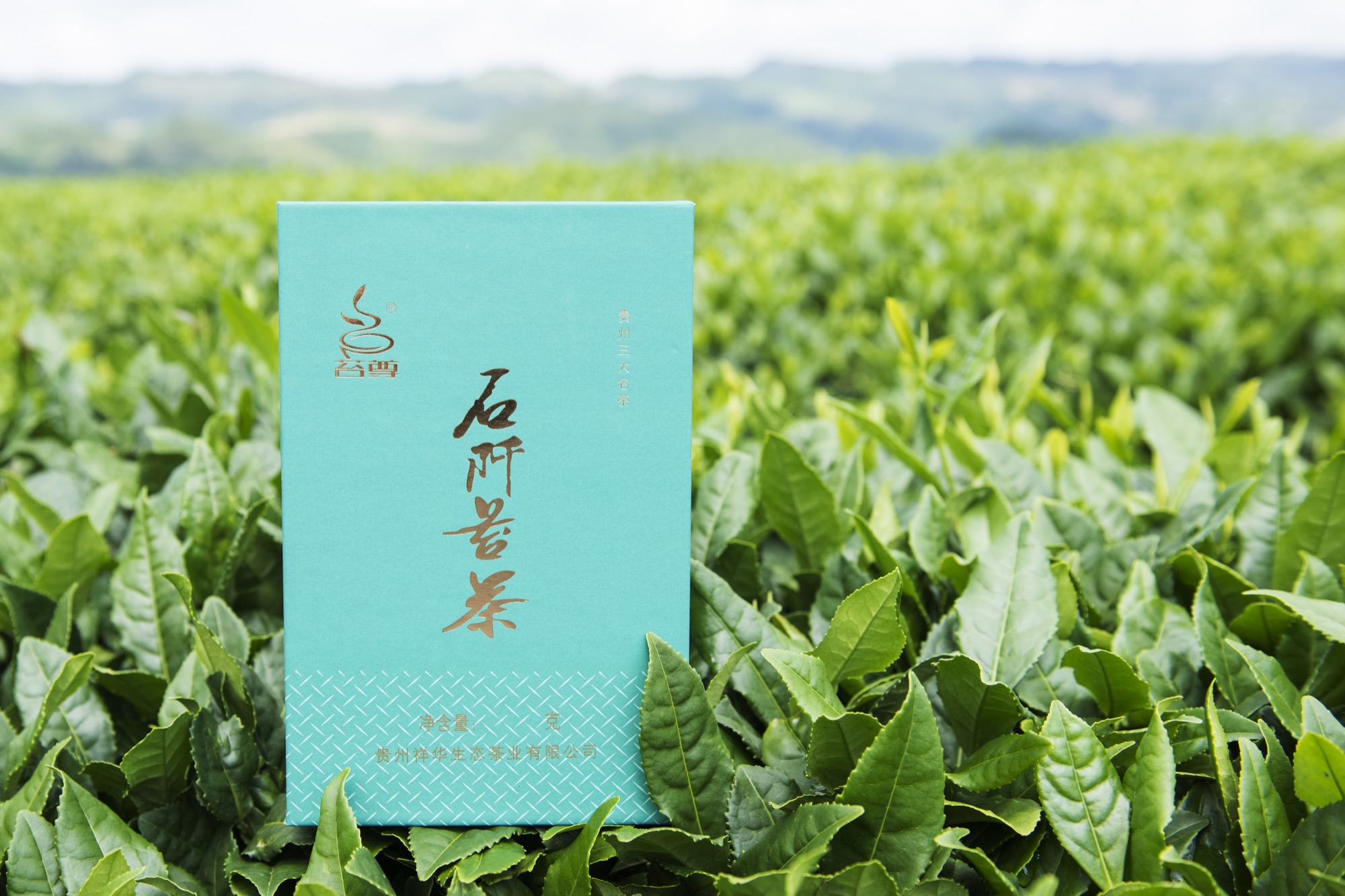苔尊绿茶置于石阡茶园
