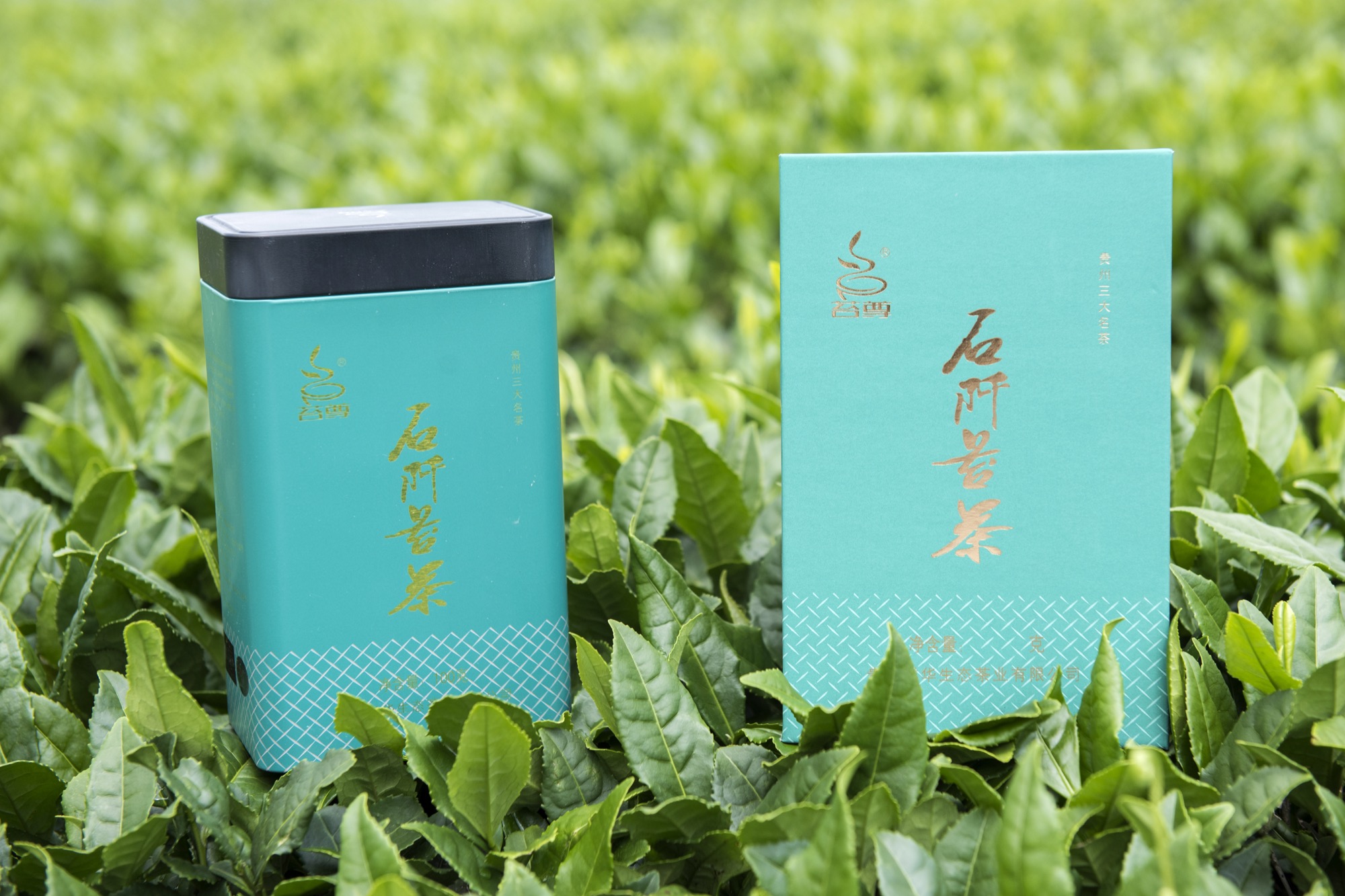 苔尊石阡苔茶实物置于茶园