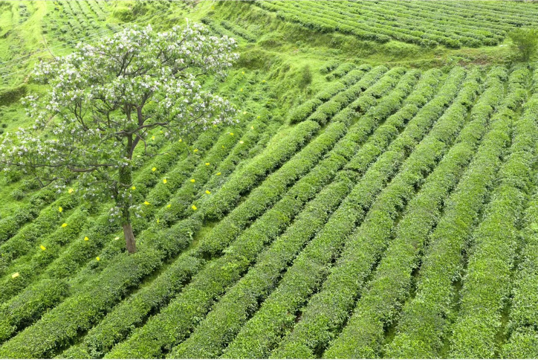 贵州石阡茶园