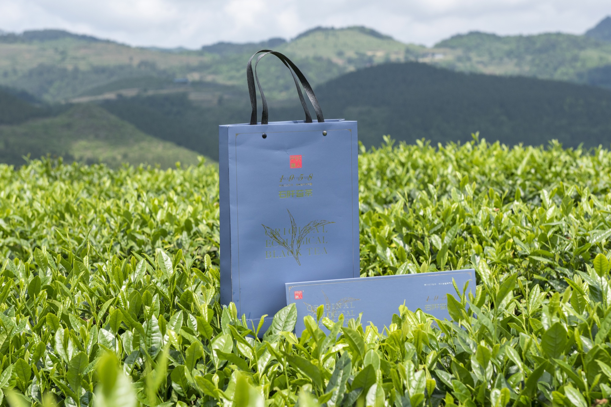 阡纤美人红茶礼盒与石阡茶园